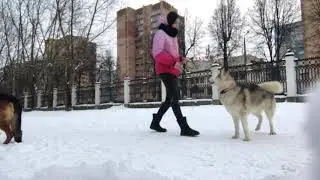Умная Дарис