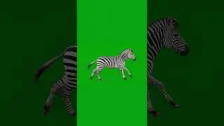 Zebra Running Green Screen Effect 