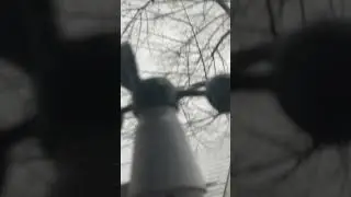 Kraniche
