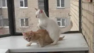 Кошки. 112ч.  Котята на балконе