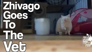 Zhivago the albino raccoon goes to the vet!