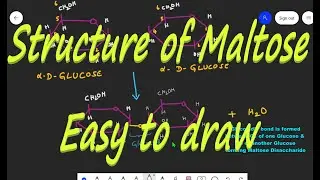 How to draw Structure of Maltose || Malt Sugar || Disaccharides || Carbohydrates