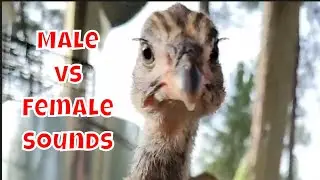 Guinea Fowl Noises | Guinea Fowl Male and Female Sounds | 