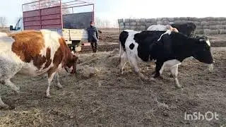 All equipment is being repaired. We feed the livestock by hand.