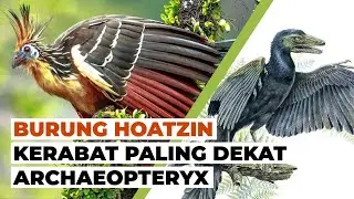 Burung Hoatzin: Satu-satunya Burung dengan Cakar di Sayap (part 1) 