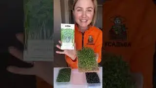 Полезные свойства микрозелени Кресс Салат🌱