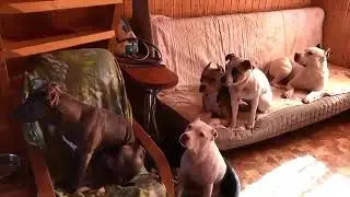 Команда- Жрать!!!)