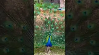 Peacock in Hindu Temple