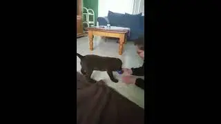 Labrador pup speelt voor eerste keer met bal