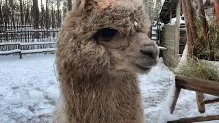 Альпака – Пако поселился в зоосаде Деда Мороза!