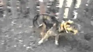 Сталкер Слепая собака