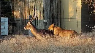 Lions Get Shocked During Hunt