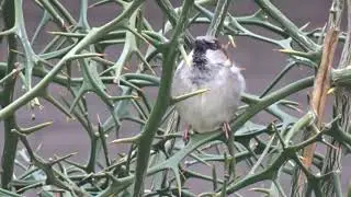 Moineau domestique: tchip tchip!