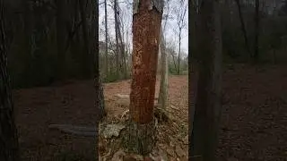 Обитатели Мёртвого Дерева