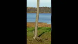 Цапля белая