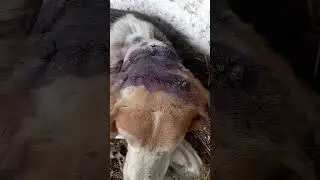 Берегите своих друзей 🐶