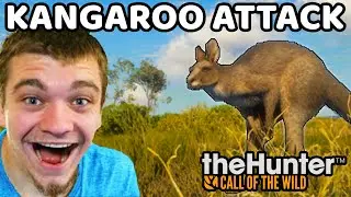 Exploring Australia! (Kangaroo Attack)