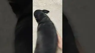 Оскар 😅