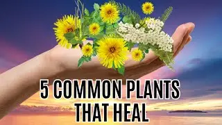 Weeds As Medicine | Top five Medicinal Herbs That Are Probably Growing In Your Yard | Wild Medicine