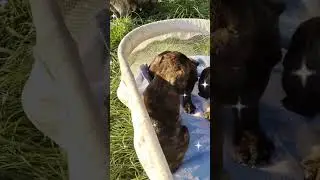 #Французики