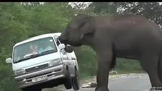 You must pay to pass hhhh 😄😄😄 #animals #mukbang짜장면떡볶이편의점먹방 #picopockyanimals