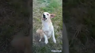 друг просит покушать