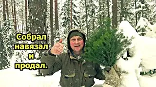 Два часа работы 500 р. в кармане. Пихтовые веники. Собрал, связал, продал. Заработок в деревне зимой