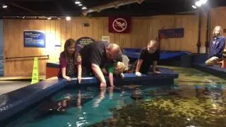 Petting Sharks at Newport Aquarium