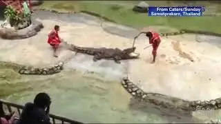 Crocodile bites down onto trainer's head