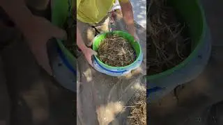 Récolte et tri de semences
