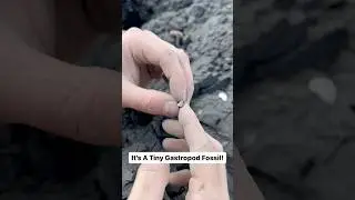 Hunting For Fossils In Soft Mud From Cliff Falls! 🐊🦑🔨
