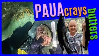 PAUAS CRAYS BUTTERS! Clear water Big Bug Bash dive