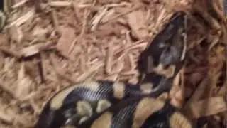 Update on python hybrids Super Ball and Angry Ball