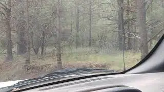 Dog hair trees in Timberon NM