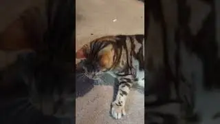 Mousse the cat playing fetch