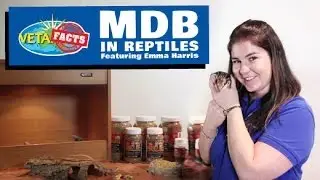 Lizard Health - MBD in Reptiles