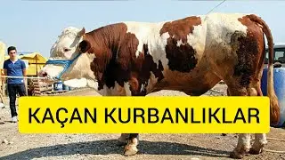 2019 kurbanlıklarin kaçması TİKTOK