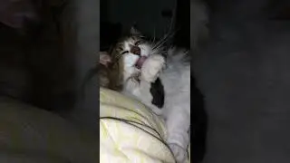 Buona serata 😻 