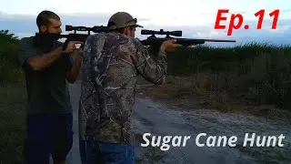 Deer Hunting Sugar Cane