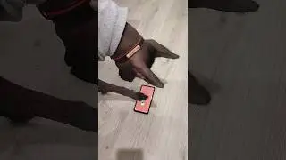 Xolo dog plays mobile game