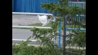 Дружные индюки из Чесмы