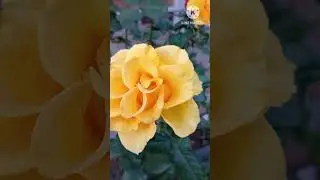СЕСТРЫ ВМЕСТЕ ХУДЕЮТ