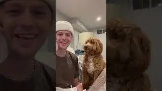 My mini goldendoodle went viral #shorts #trending #minigoldendoodle