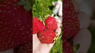 Можно ли вырастить клубнику из семян?