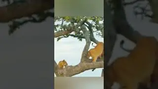 Not a great place to fight though..... #youtubeshorts #wildlife #subscribe