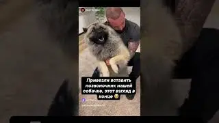 реакция собаки