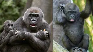 Adorable Gorilla Babies You HAVE to See! | Bronx Zoo’s Growing Family