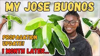 I have TOO Many Jose Buonos!🥴🌱| Philodendron Jose Buono Propagation Updates🥰