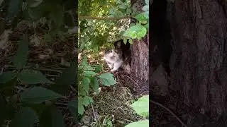 КОТ ! Ну Очень Хорошенький !!!😻