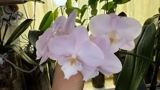 Поливаю, рассматриваю орхидеи 😋🌸 Наслаждаюсь процессом